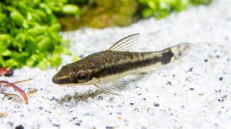 Otocinclus Care Guide & Species Profile.